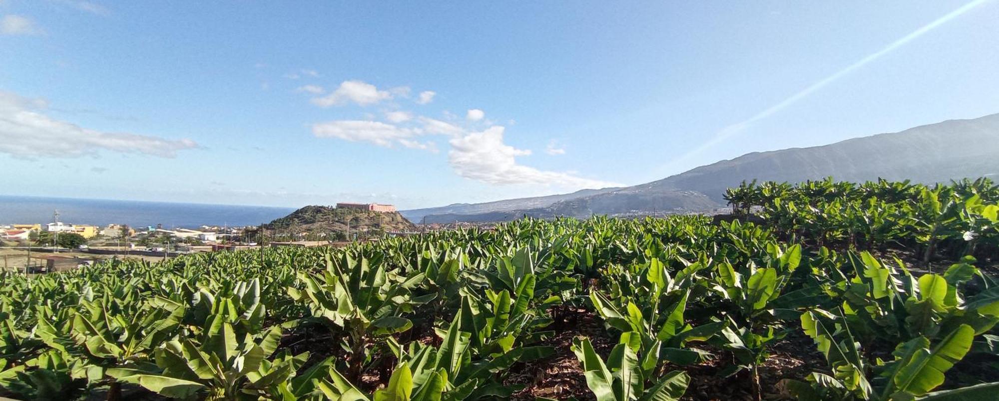 Appartamento Parque La Luz La Orotava Esterno foto